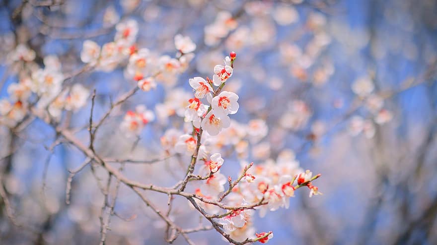ziedi, plūmes, anton, Korejas republika, Koreja, andong, pavasarī, ziedēšana, aprikožu, koksne, augiem