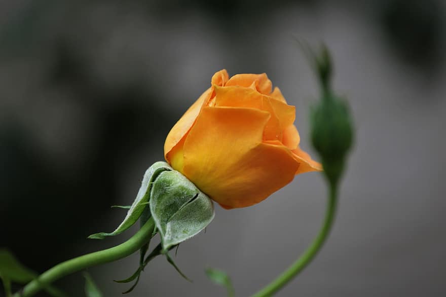 Rose, Médaille d'Or Rose, rose orange, bouton de rose, bourgeon, plante, jardin, fermer, fleur, pétale, tête de fleur