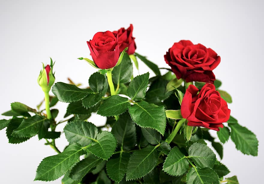rosas, rosas rojas, las flores, ramo de flores, flor, floración, hoja, planta, pétalo, frescura, de cerca