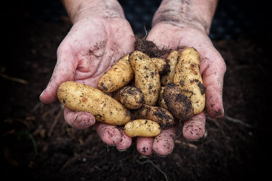 Những quả khoai tây, mùa gặt, tay, Trái đất, đất, cây trồng, Cây trồng có củ, rau, sản xuất, hữu cơ, tươi