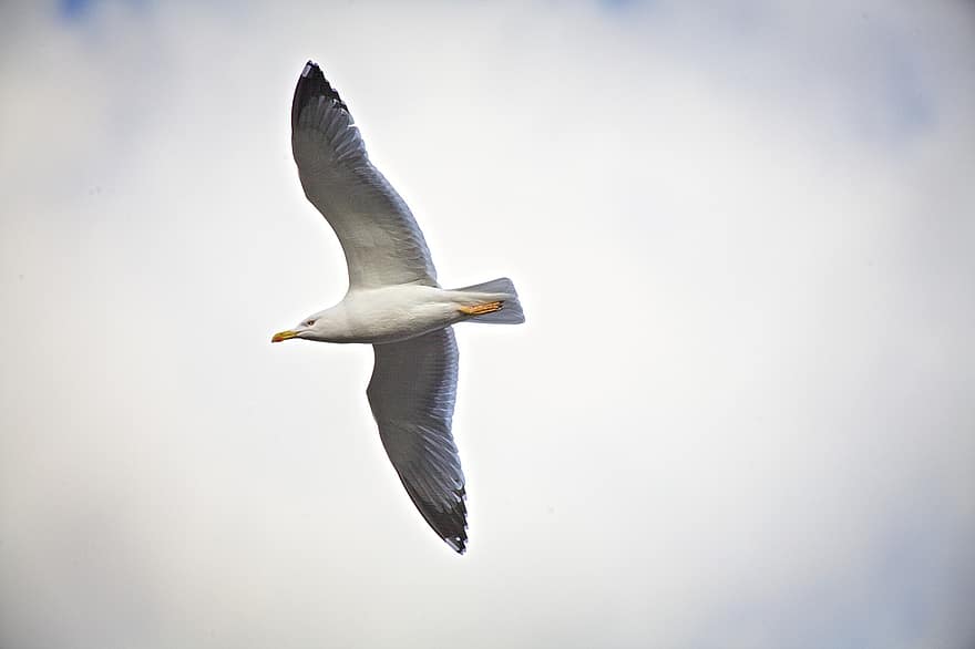 Seagull, Bird, Flying Bird