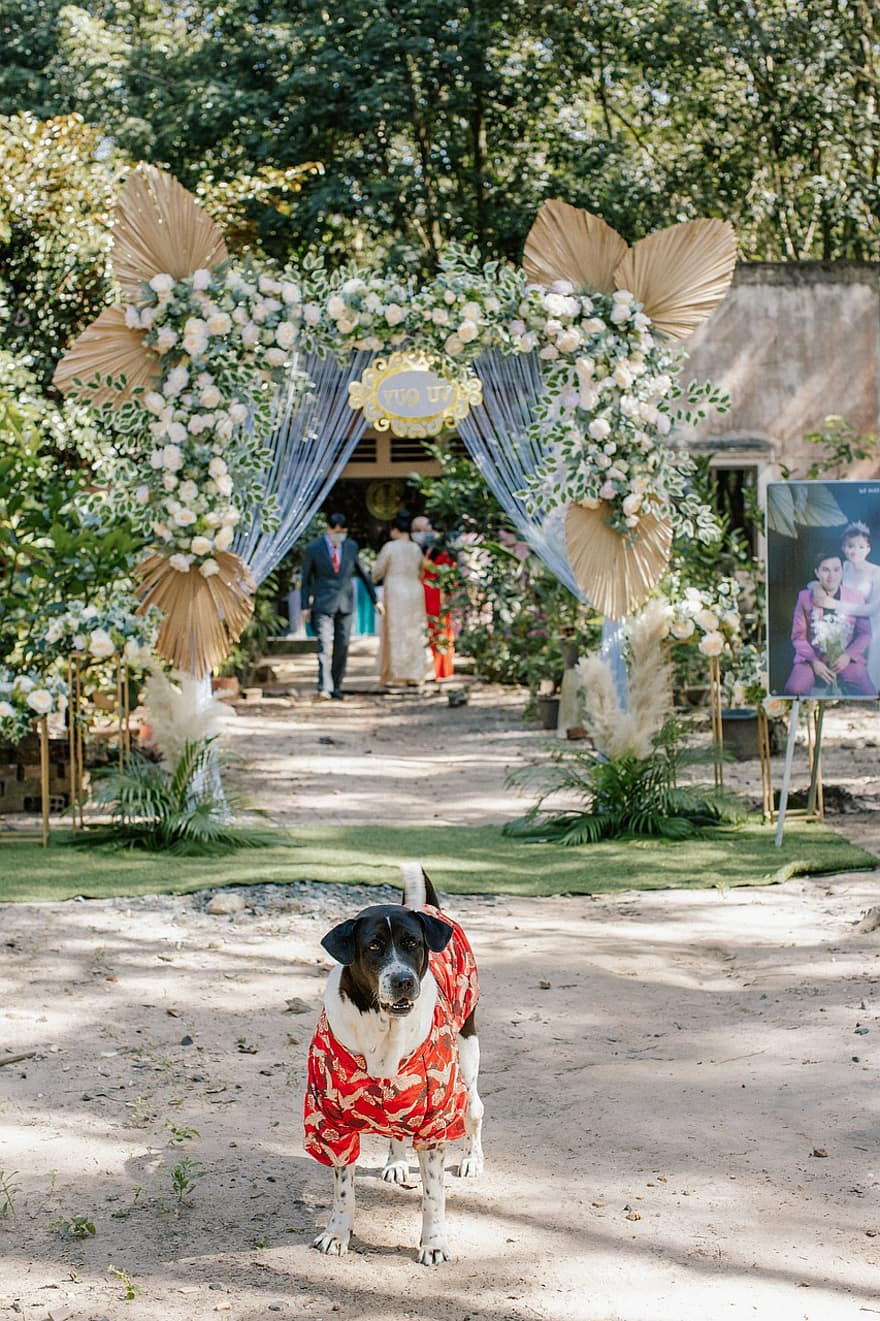犬、ベトナムの結婚式