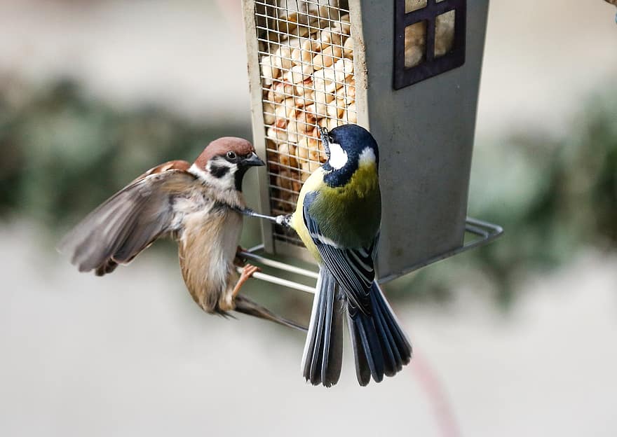 Great Tit, Birds, Sparrow, Feed, Animals, Feathers, Plumage, Beaks, Bills, Bird Watching, Ornithology