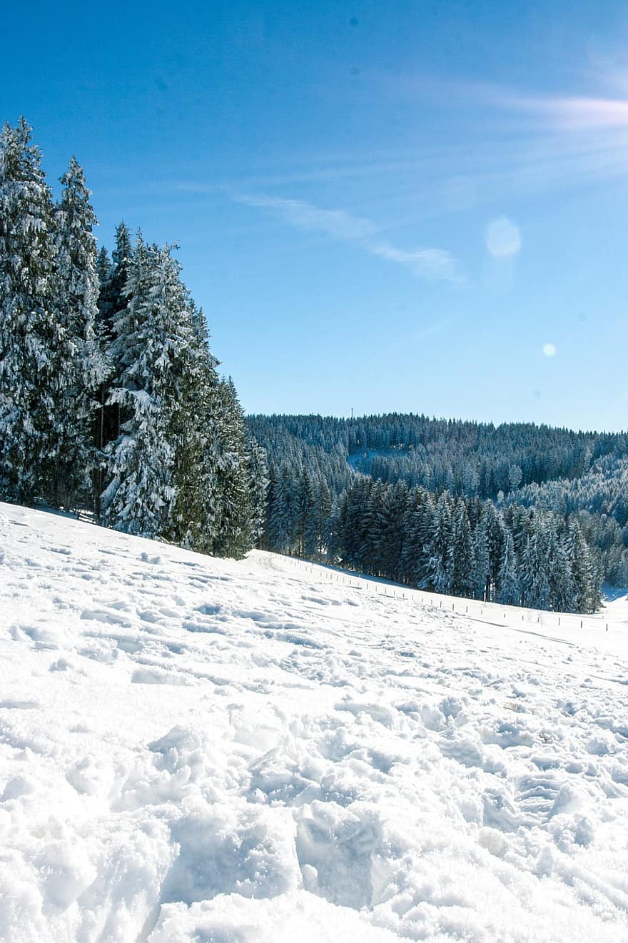ziemā, koki, sniegs, skujkoki, skujkoku, skujkoku mežs, slīpums, sniega nogāzes, dusmas, ziemas, snowscape