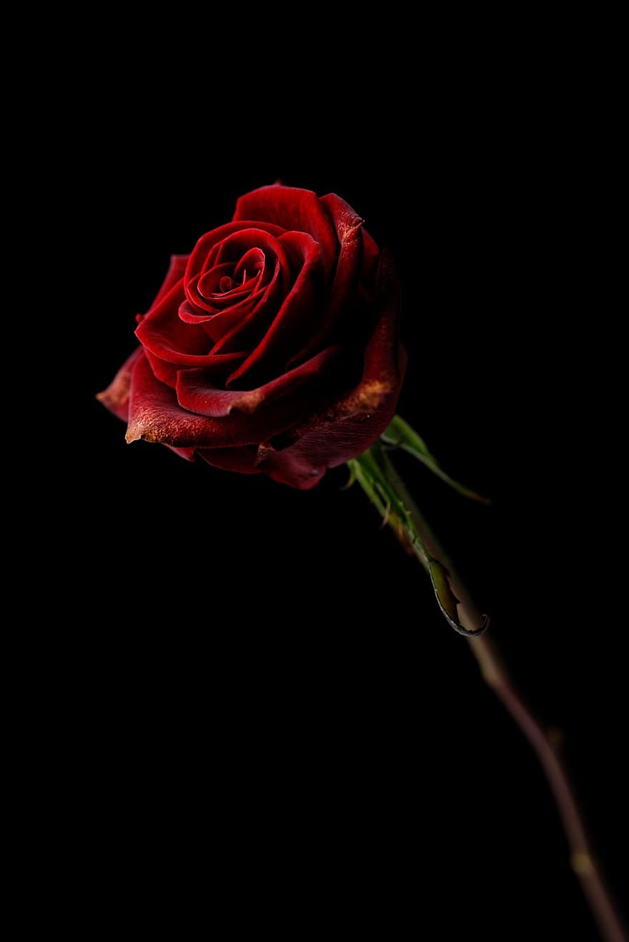 pieauga, zieds, augu, Valentīndiena, dāvana, romantika, romantisks, mīlestība, sarkana roze, sarkans zieds, zied