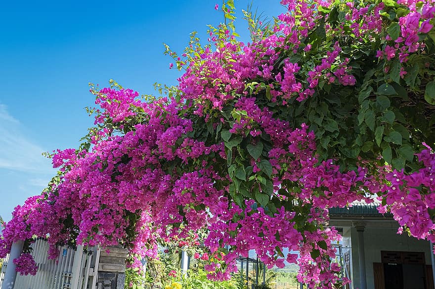 have, blomster, bougainvillea