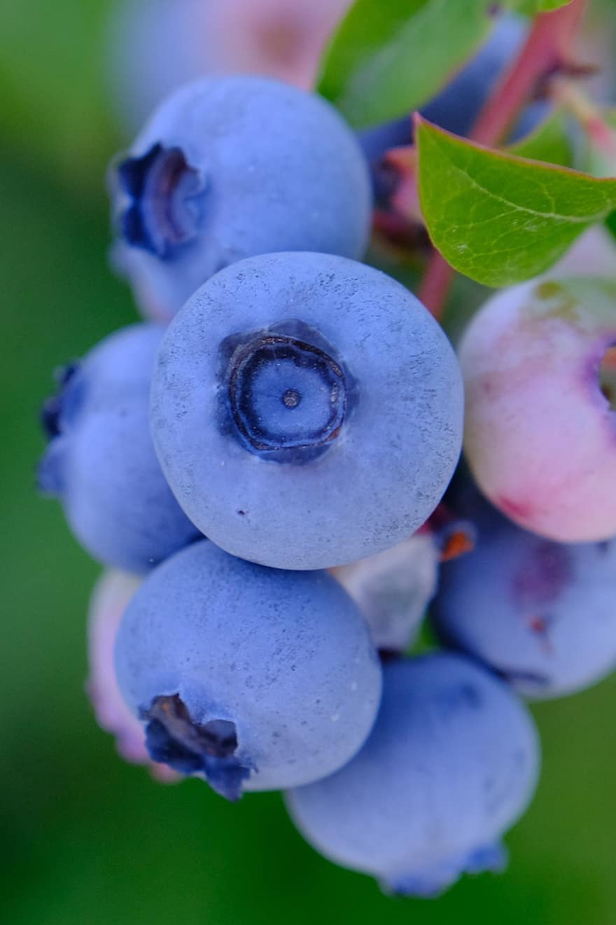 blåbær, frugter, bær, mad, moden, fremstille, frisk, sund og rask, høst, plante, natur