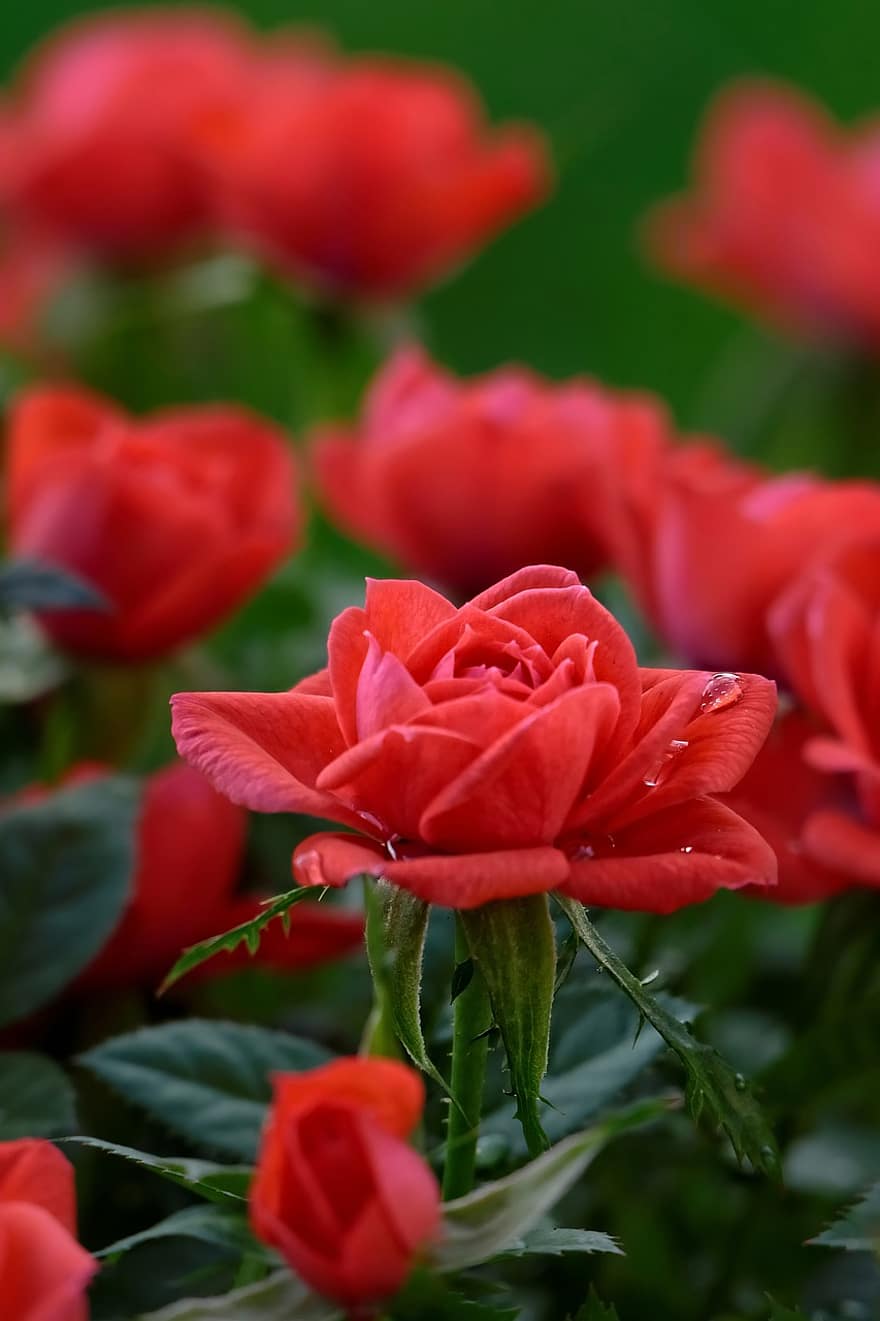 roser, rød, blomster, natur, romantik, kronblade, have