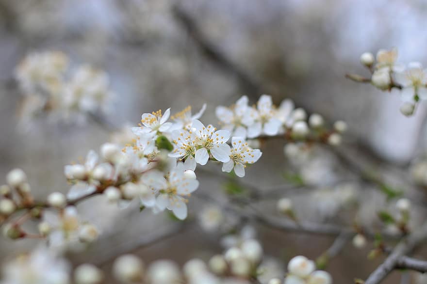 ブラックソーン、フラワーズ、春、白い花、咲く、花、ブランチ、木、低木、自然、閉じる