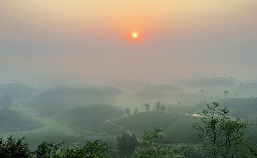 Tea Hills, natur, solnedgang, tåke, skumring, jordbruk, villmark