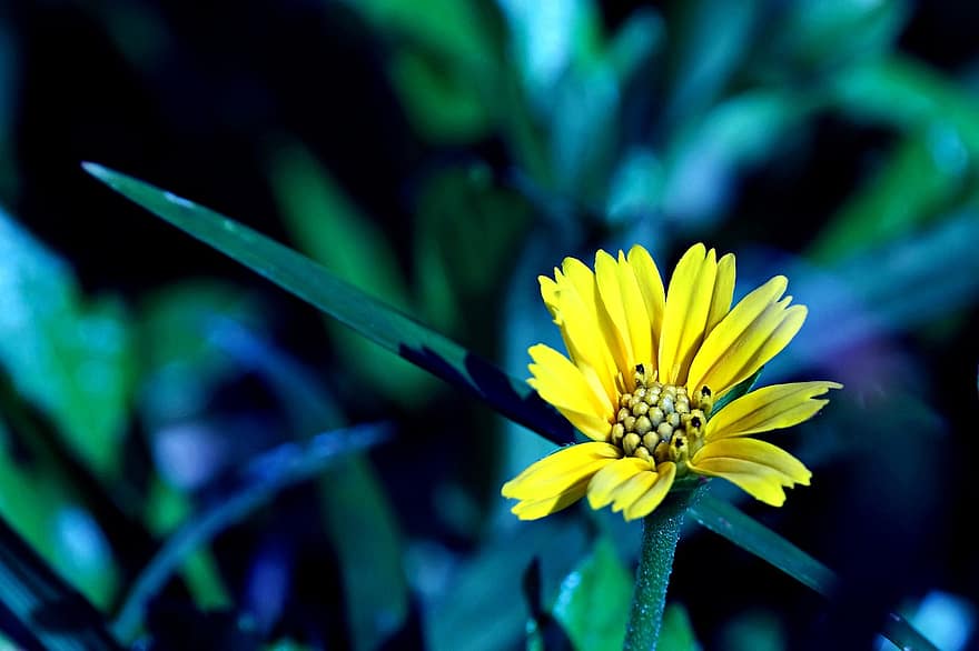 gul daisy, blomst, plante, gul blomst, kronblade, flor, flora, natur