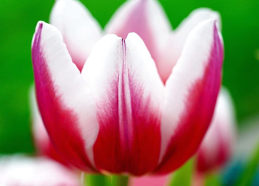 květ, tulipán, okvětní lístky, zastavit, jaro, Příroda
