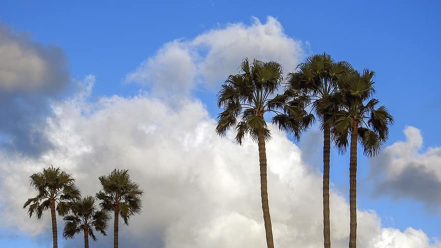 palmeras, nubes, cielo, naturaleza