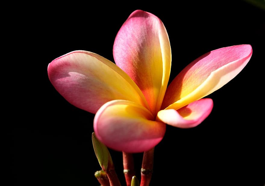 plumeria, λουλούδι, frangipani, πέταλα, άνθος, ανθίζω, χλωρίδα, φύση, εξωτικός