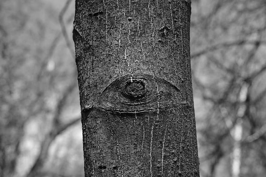 Tree, Trunk, Nature, Growth, Monochrome, Forest, Bark