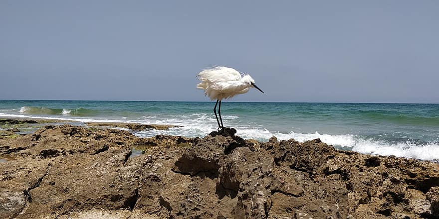 garça, mar, oceano, Ave marinha, de praia, Israel, pássaro, ave, aviária, ornitologia, observação de pássaros