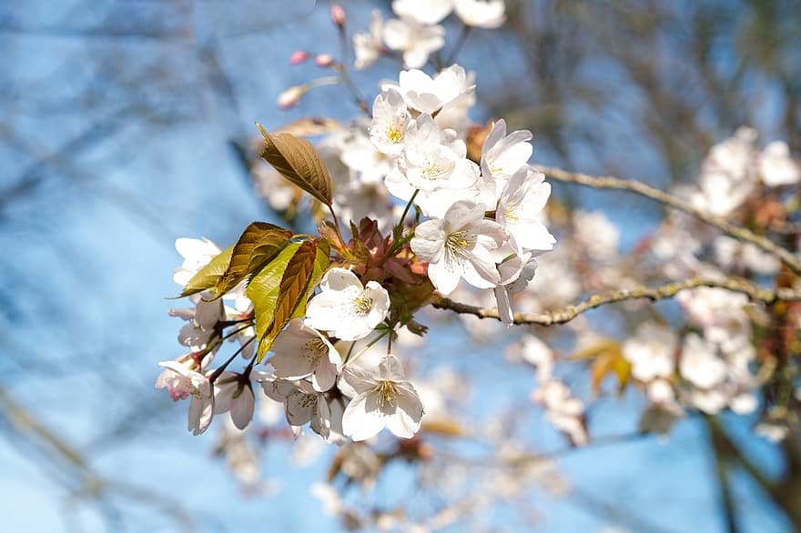 Sakura, fleurs, fleurs de cerisier, pétales blancs, pétales, Floraison, fleur, flore, fleurs de printemps, la nature, printemps