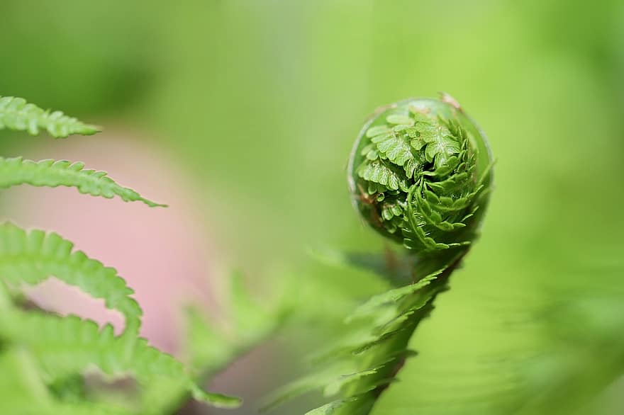 Fern, Sprout, Fern Fronds, Growth, Unfold, Rolled Up, Nature, Green, Spring
