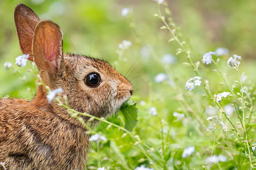 Con thỏ, con thỏ, đồng cỏ, động vật hoang dã, thú vật, cỏ, dễ thương, vật nuôi, nhỏ, loài gặm nhấm, cận cảnh