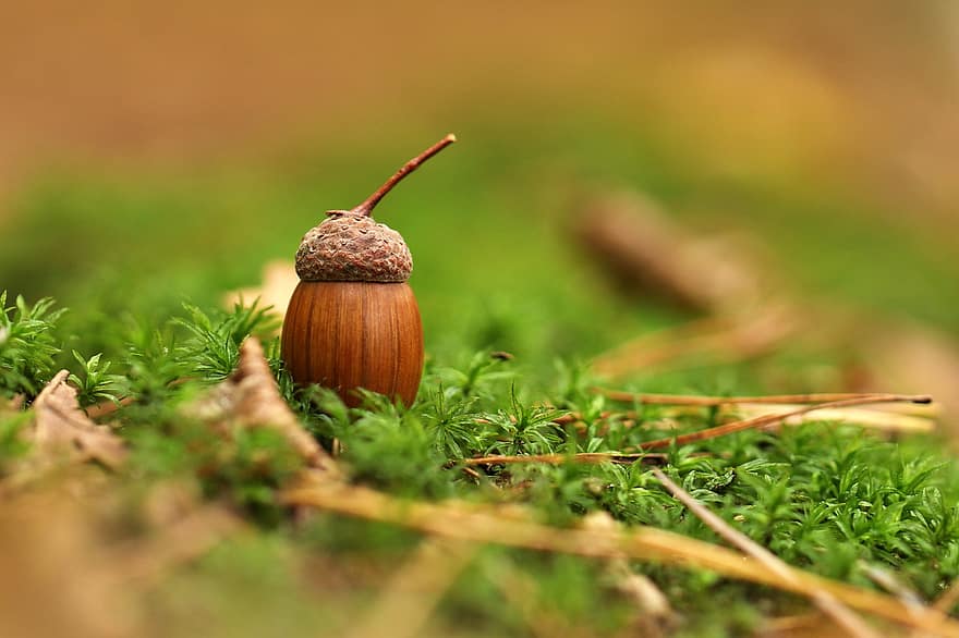 Acorn, Fruit, Nut, Plant, Close Up, Flora, close-up, green color, grass, macro, snail