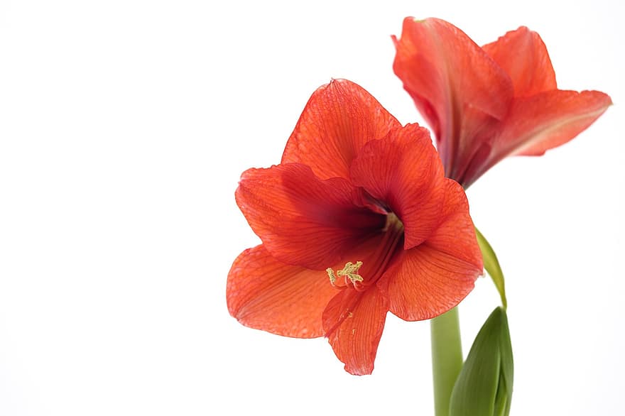 amarylis, květiny, červené květy, kvetoucí květiny, amaryllidaceae, hippeastrum