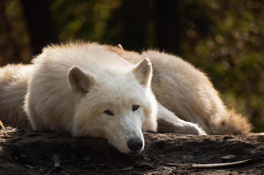 lupo, cane, canino, lupo Bianco, cane selvatico, animale selvaggio, selvaggio, natura selvaggia, natura, foresta, mondo animale