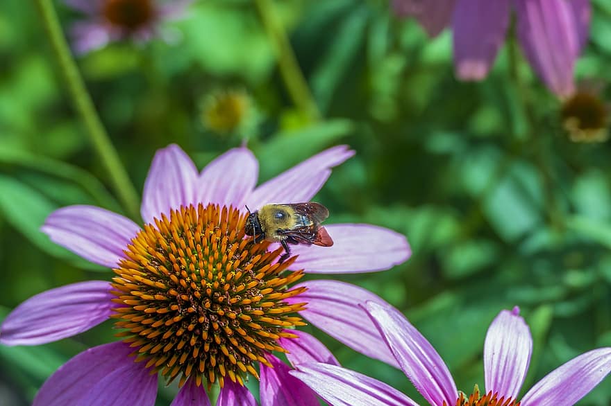 con ong, kêu vo vo, côn trùng, thú vật, bọ cánh cứng, động vật hoang dã, Thiên nhiên, bông hoa, mùa hè, cánh, Đầy màu sắc