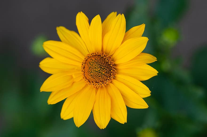 bunga matahari palsu, bunga, menanam, kelopak, bunga kuning, berkembang, mekar, taman, alam, keindahan, merapatkan