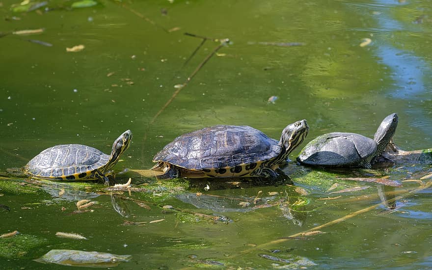 tortugas, reptiles, cáscara, agua, estanque, especies, Tortuga, reptil, tortuga, animales en la naturaleza, color verde