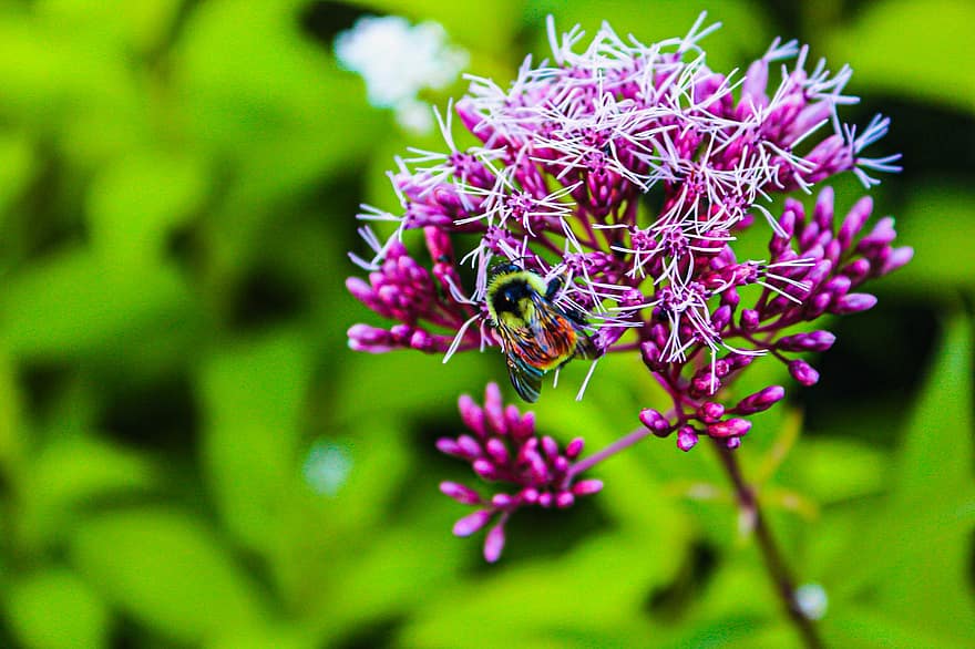 фиолетовый цветок, пчела, опыление, крупный план, цветок, завод, летом, зеленого цвета, макрос, насекомое, пурпурный