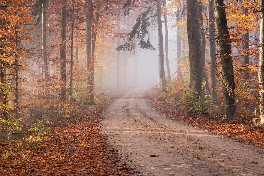 Дорога, лес, осень, дорожка, след, деревья, листья, опавшие листья, туман, леса, лиственный лес