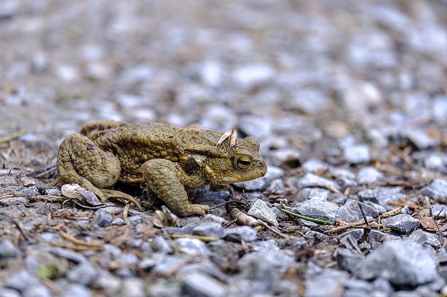 Toad, Frog, Amphibian, Nature
