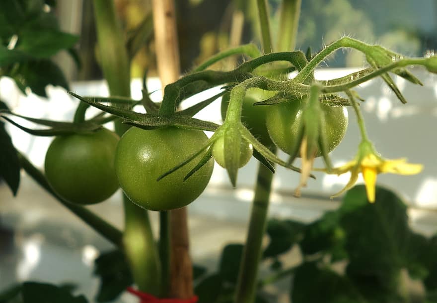 tomaten, groenten, tuin-, voedsel, onvolwassen, groen