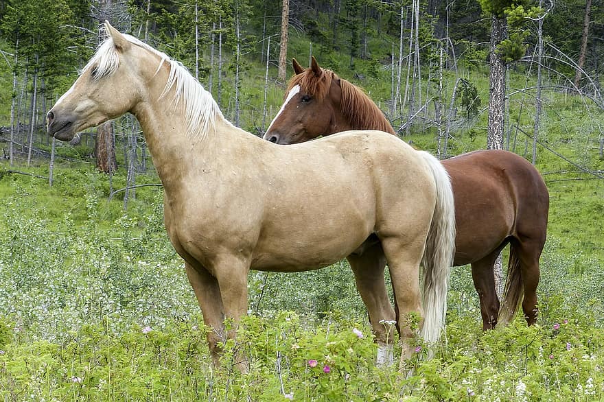 con ngựa, động vật có vú, thú vật, người cưỡi ngựa, nâu, nông thôn, cỏ, nông trại, phong cảnh, động vật màu xanh lá cây, cảnh quan xanh