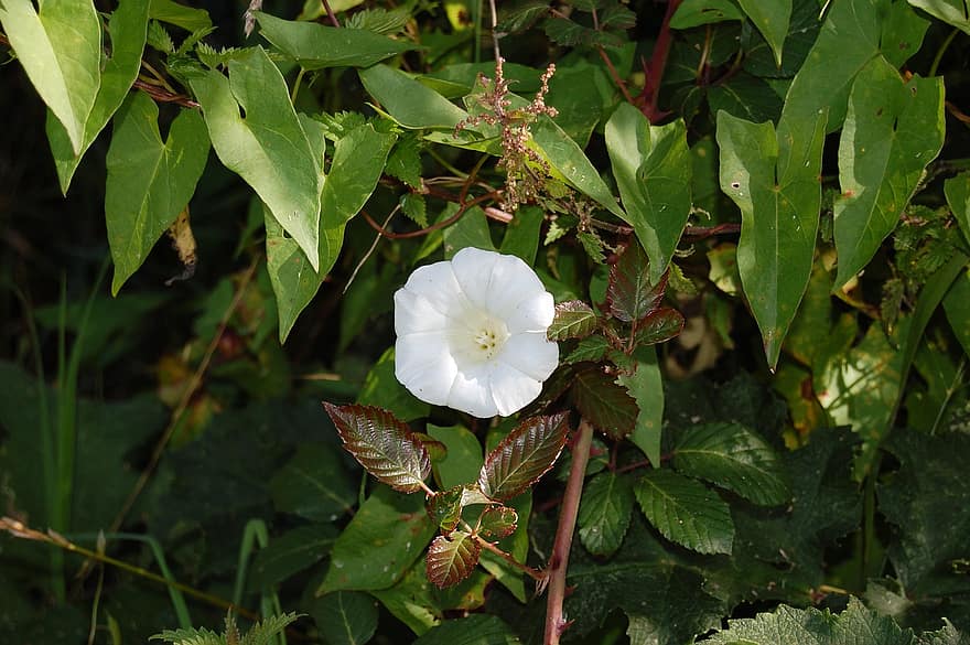 Bindweed, bunga, bunga putih, Daun-daun, kelopak, kelopak putih, berkembang, mekar, flora, menanam