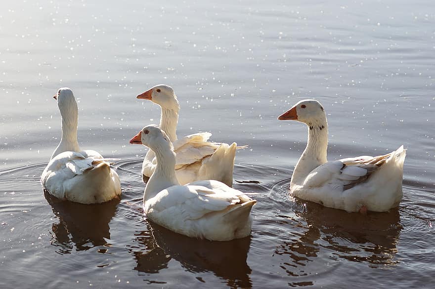 Geese, Birds, Lake, Waterfowls, Water Birds, Aquatic Birds, Animals, Nature, Group, Water