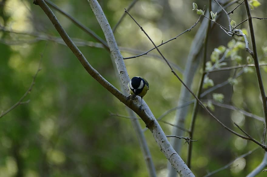 Bird, Tit, Branch, Singer, Forest, beak, feather, animals in the wild, tree, close-up, bird watching