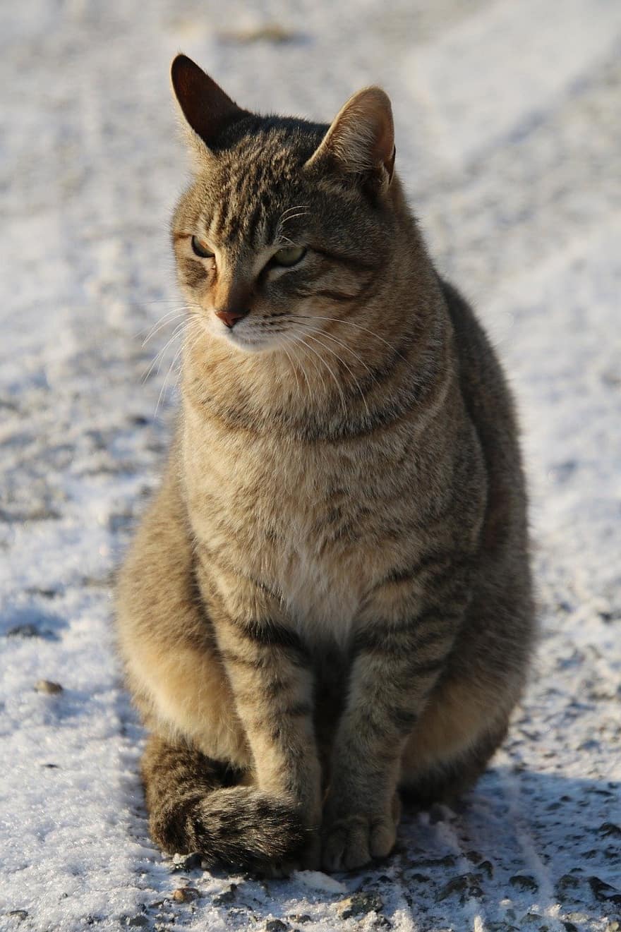 kissa, lumi, eläin, lemmikki-, talvi-, kotimainen, kissan-, nisäkäs, lemmikit, kotikissa, söpö