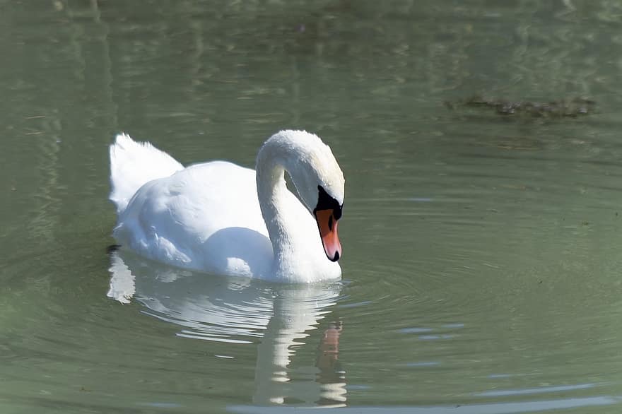 cisne, pájaro, blanco, lago, agua, imagen de espejo, elegante, aves acuáticas, orgullo, nadar