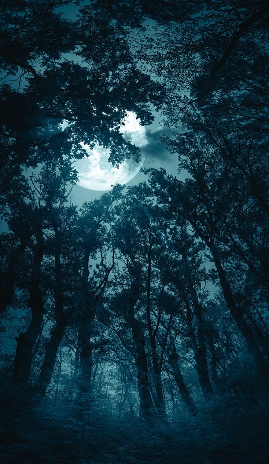 les, měsíc, mlha, noc, předvečer Všech svatých, měsíční svit, strašidelný, tma, mystický, fantazie, hrůza