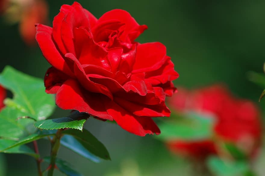 bloem, roos, rood, tuin-, rose bloei, natuur, bloesem, bloeien