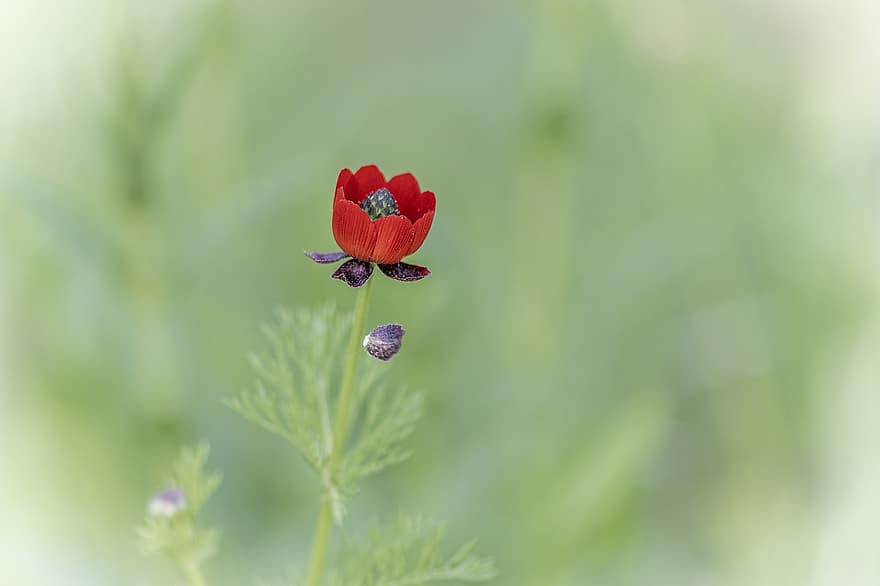 Poppy, Flower, Plant, Red Poppy, Red Flower, Petals, Bud, Bloom, Leaves, Meadow, Nature