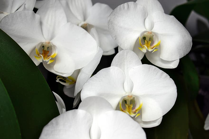 orkidéer, vita blommor, trädgård, flora, landskap, natur