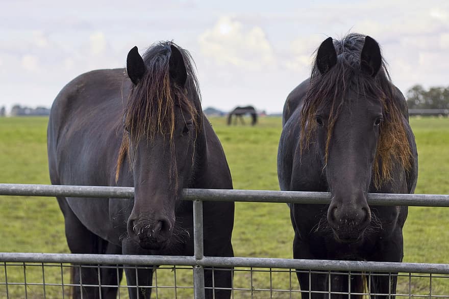 Horses, Friesian Horses, Fence, Pair, Black Horses, Paddock, Farm, Ranch, Meadow, Animals, Friesland