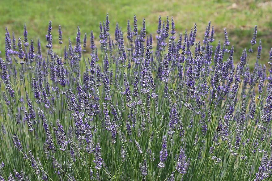 Lavendel, Natur, blühen, violett, Grün, Garten, Pflanze, Sommer-, Blumen, aromatisch