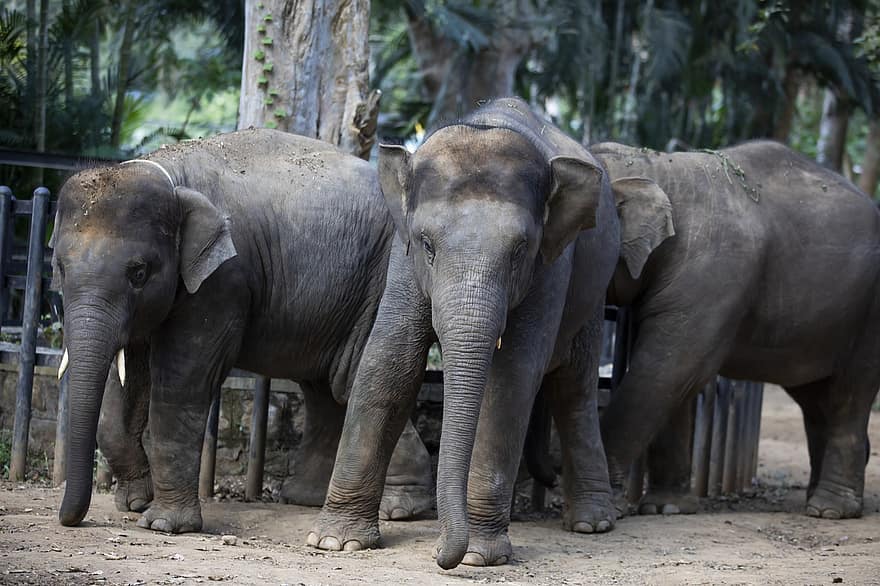 слоны, Индийские слоны, животные, млекопитающее, дикое животное, живая природа, фауна, зоопарк, слон, животные в дикой природе, ствол животного