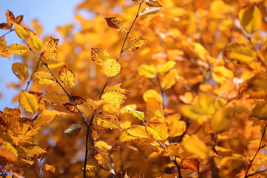 zelkova, otoño, hojas de otoño, hojas, naturaleza, temporada de otoño, hoja, amarillo, temporada, árbol, color vibrante
