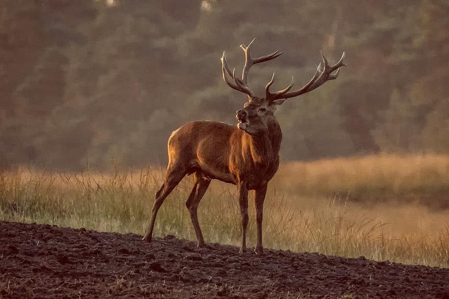 Silhouette, Red Deer, Deer, Animal, Mammal, Wild Animal, Wildlife, Antlers, Nature, Forest, Wilderness