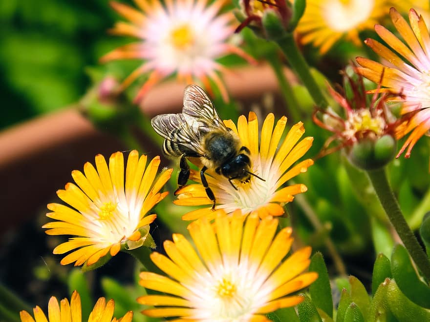 las flores, abeja, polinización, insecto, entomología, floración, flor, macro, planta, naturaleza, primavera