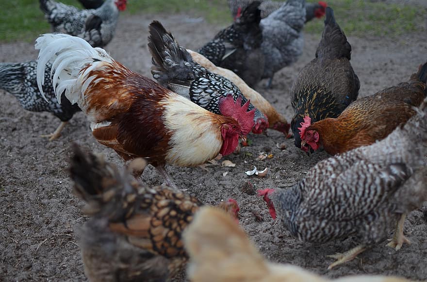 kycklingar, fåglar, bruka, räckvidd, höna, tupp, djur, fjäderfän, fjädrar, fjäderdräkt, lantbruk